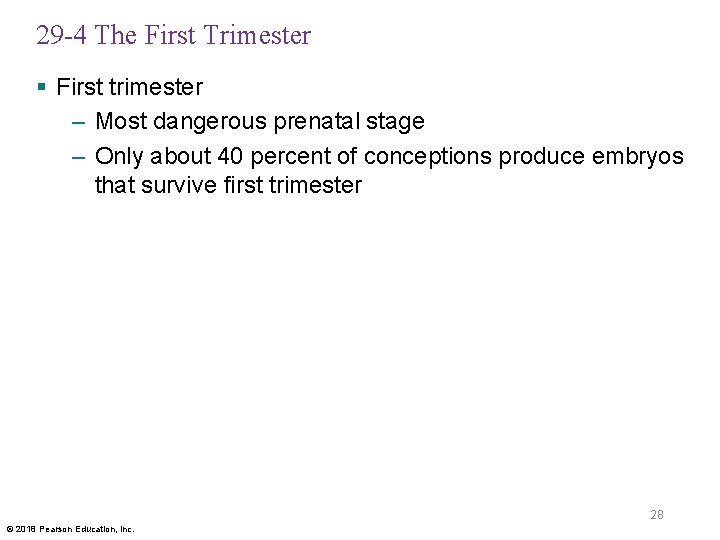 29 -4 The First Trimester § First trimester – Most dangerous prenatal stage –