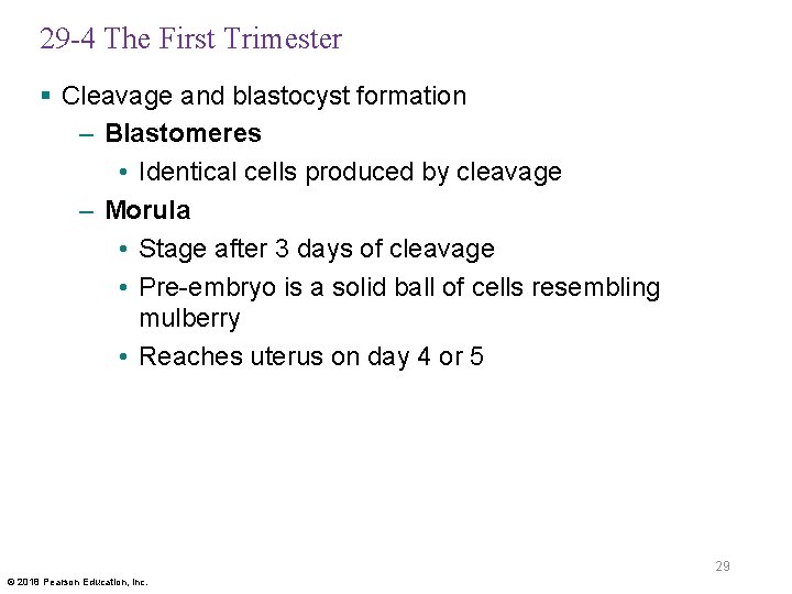 29 -4 The First Trimester § Cleavage and blastocyst formation – Blastomeres • Identical