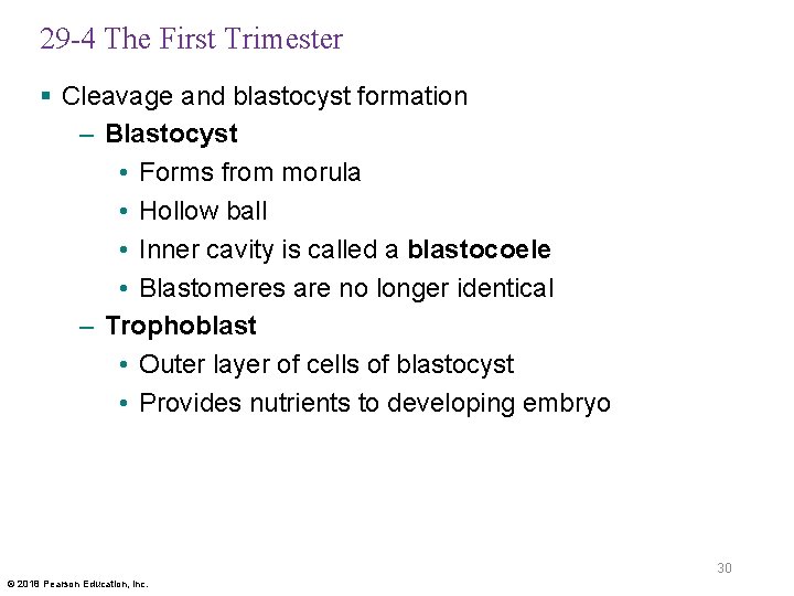 29 -4 The First Trimester § Cleavage and blastocyst formation – Blastocyst • Forms