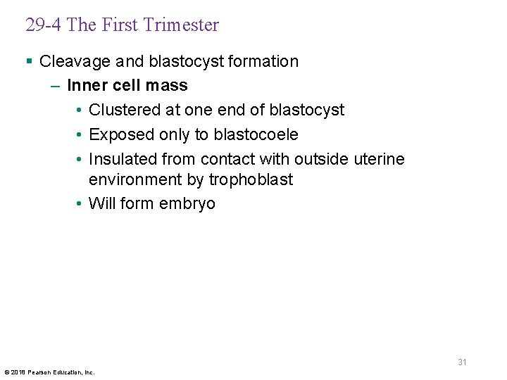 29 -4 The First Trimester § Cleavage and blastocyst formation – Inner cell mass