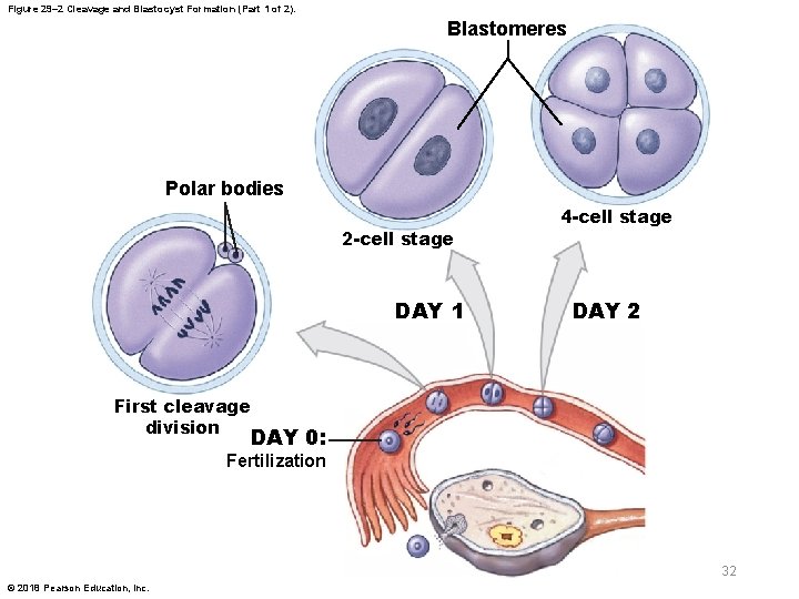 Figure 29– 2 Cleavage and Blastocyst Formation (Part 1 of 2). Blastomeres Polar bodies