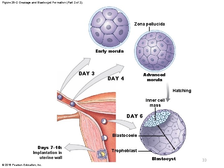 Figure 29– 2 Cleavage and Blastocyst Formation (Part 2 of 2). Zona pellucida Early