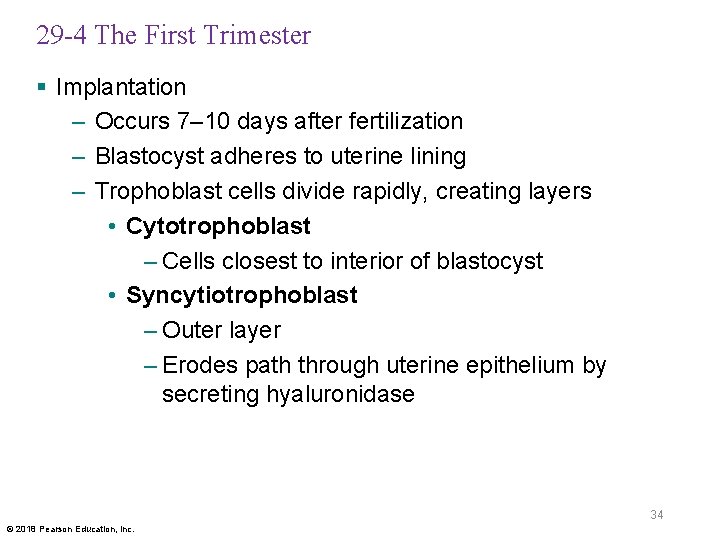 29 -4 The First Trimester § Implantation – Occurs 7– 10 days after fertilization