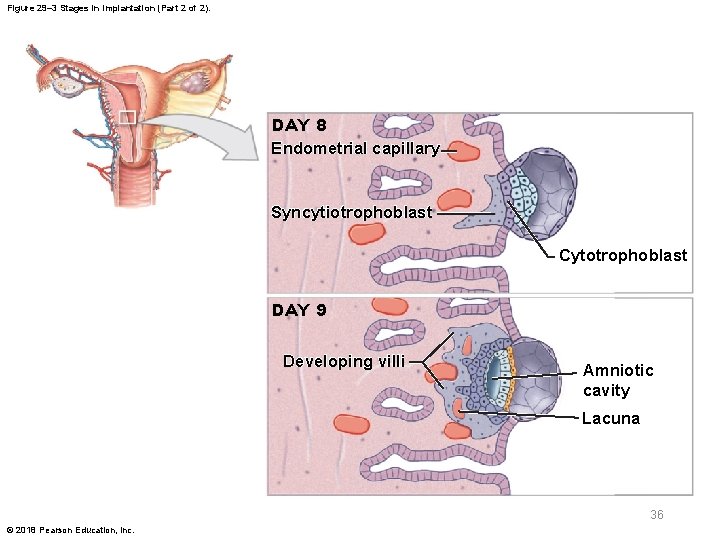 Figure 29– 3 Stages in Implantation (Part 2 of 2). DAY 8 Endometrial capillary