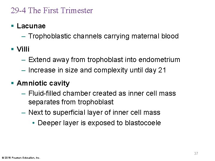29 -4 The First Trimester § Lacunae – Trophoblastic channels carrying maternal blood §