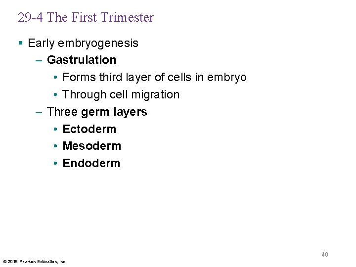 29 -4 The First Trimester § Early embryogenesis – Gastrulation • Forms third layer