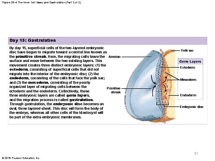 Figure 29– 4 The Inner Cell Mass and Gastrulation (Part 2 of 2). Day