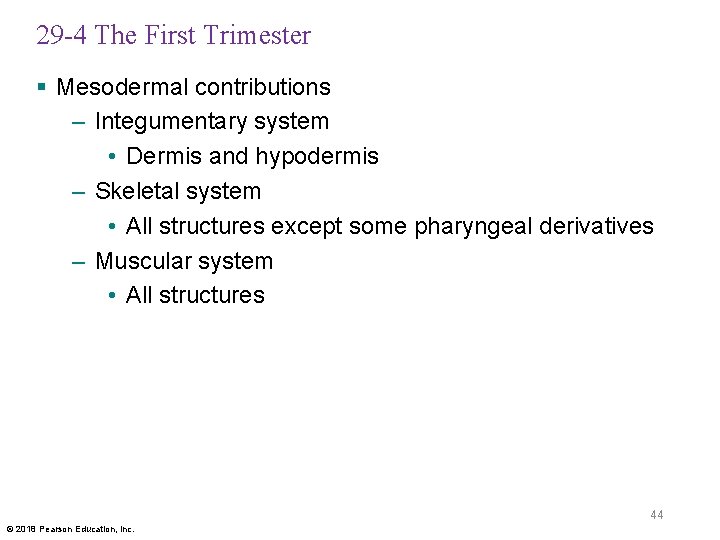 29 -4 The First Trimester § Mesodermal contributions – Integumentary system • Dermis and