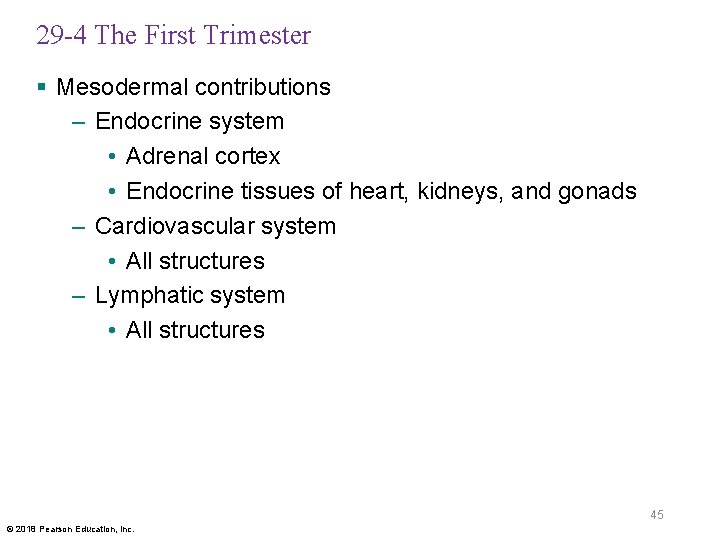 29 -4 The First Trimester § Mesodermal contributions – Endocrine system • Adrenal cortex