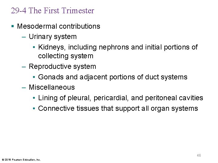 29 -4 The First Trimester § Mesodermal contributions – Urinary system • Kidneys, including