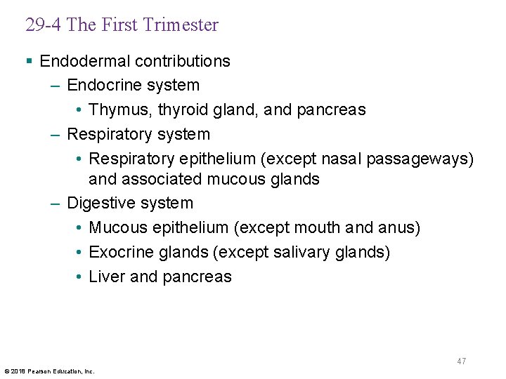 29 -4 The First Trimester § Endodermal contributions – Endocrine system • Thymus, thyroid