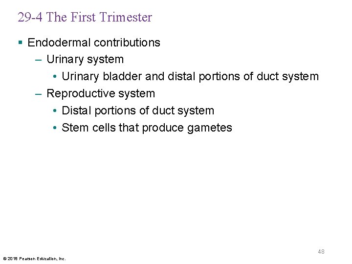 29 -4 The First Trimester § Endodermal contributions – Urinary system • Urinary bladder