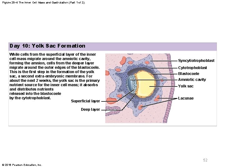 Figure 29– 4 The Inner Cell Mass and Gastrulation (Part 1 of 2). Day