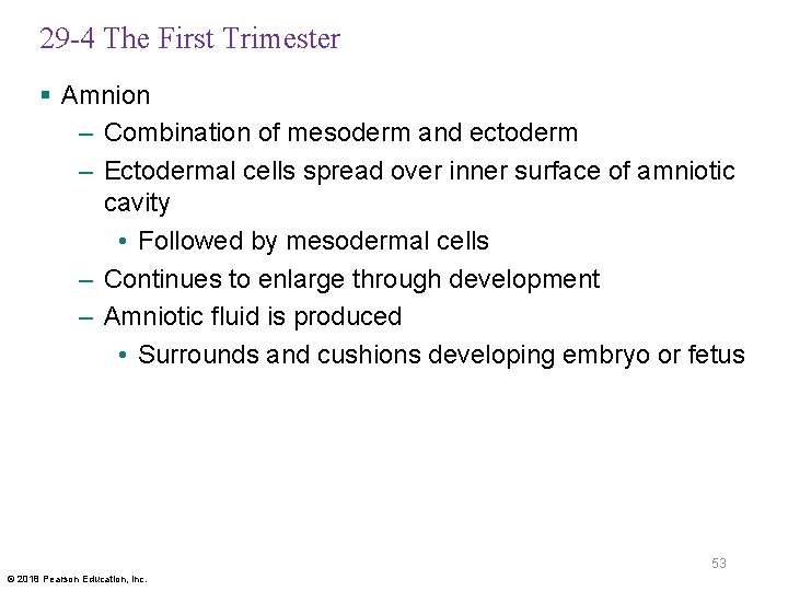 29 -4 The First Trimester § Amnion – Combination of mesoderm and ectoderm –