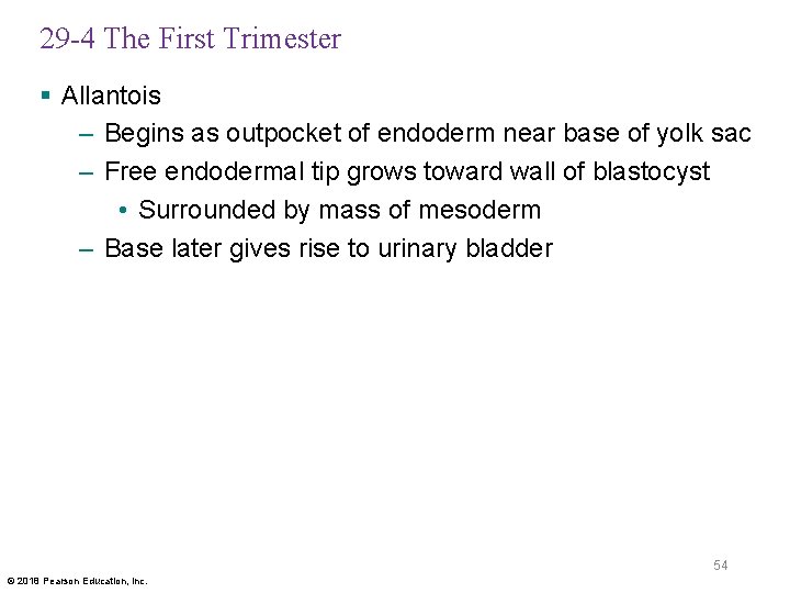 29 -4 The First Trimester § Allantois – Begins as outpocket of endoderm near