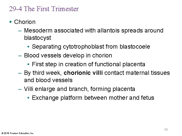 29 -4 The First Trimester § Chorion – Mesoderm associated with allantois spreads around