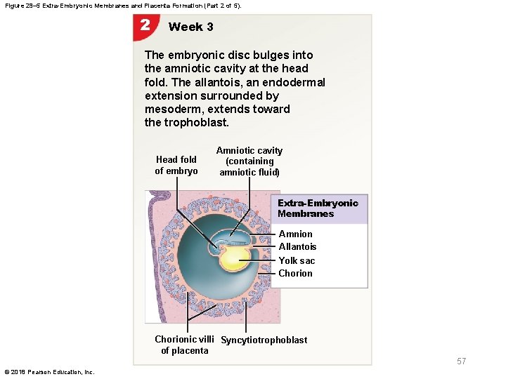 Figure 29– 5 Extra-Embryonic Membranes and Placenta Formation (Part 2 of 5). 2 Week