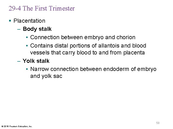 29 -4 The First Trimester § Placentation – Body stalk • Connection between embryo