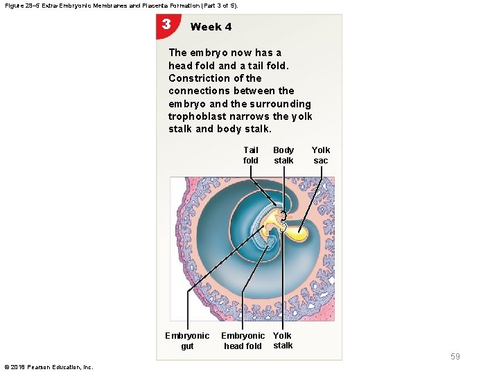 Figure 29– 5 Extra-Embryonic Membranes and Placenta Formation (Part 3 of 5). 3 Week