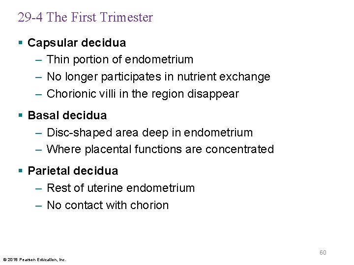 29 -4 The First Trimester § Capsular decidua – Thin portion of endometrium –