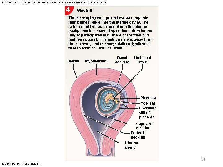 Figure 29– 5 Extra-Embryonic Membranes and Placenta Formation (Part 4 of 5). 4 Week