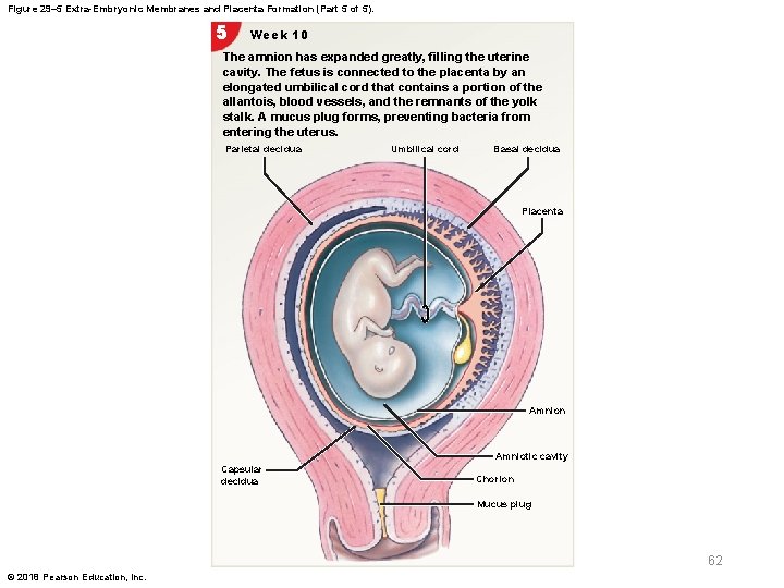 Figure 29– 5 Extra-Embryonic Membranes and Placenta Formation (Part 5 of 5). 5 Week