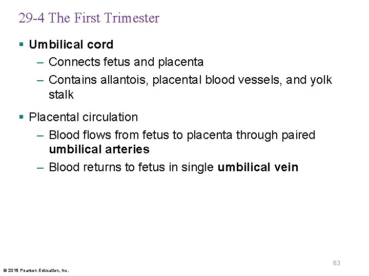 29 -4 The First Trimester § Umbilical cord – Connects fetus and placenta –