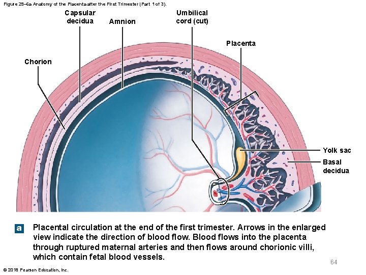 Figure 29– 6 a Anatomy of the Placenta after the First Trimester (Part 1