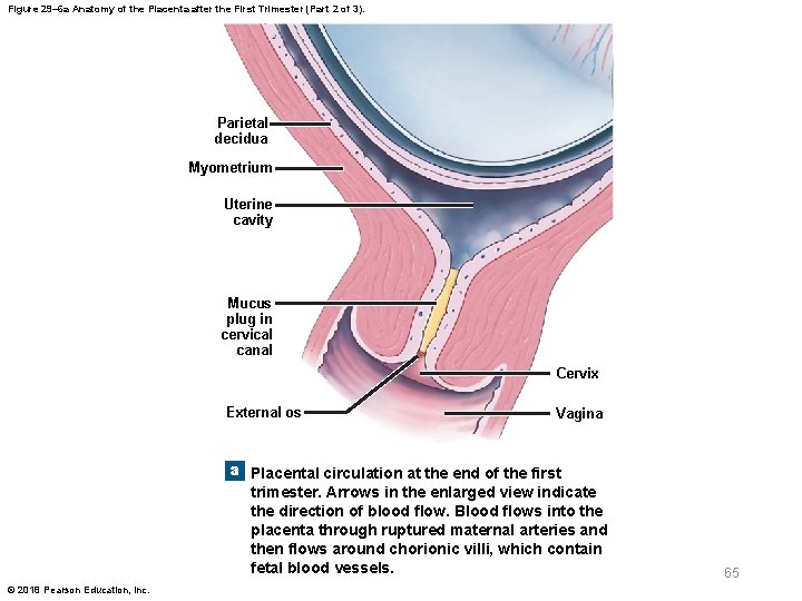 Figure 29– 6 a Anatomy of the Placenta after the First Trimester (Part 2