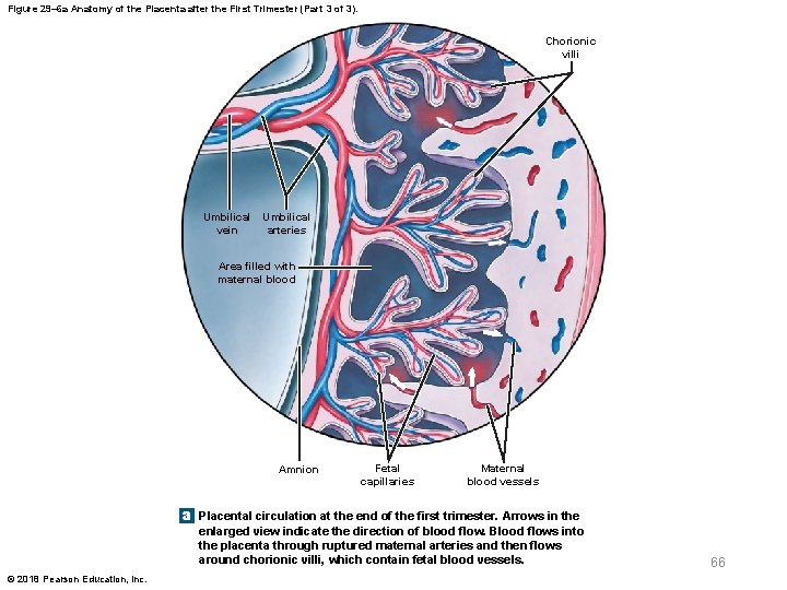 Figure 29– 6 a Anatomy of the Placenta after the First Trimester (Part 3