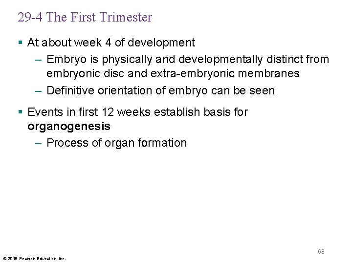 29 -4 The First Trimester § At about week 4 of development – Embryo