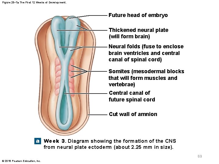 Figure 29– 7 a The First 12 Weeks of Development. Future head of embryo