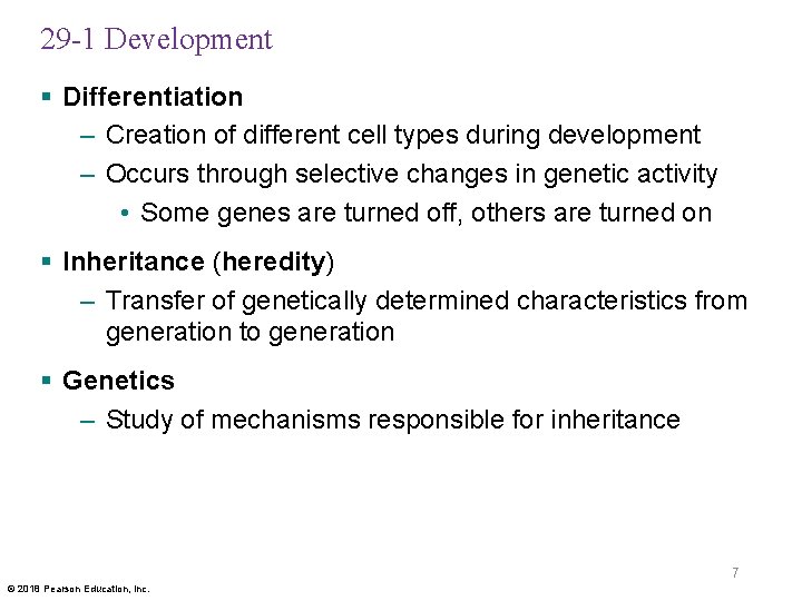 29 -1 Development § Differentiation – Creation of different cell types during development –