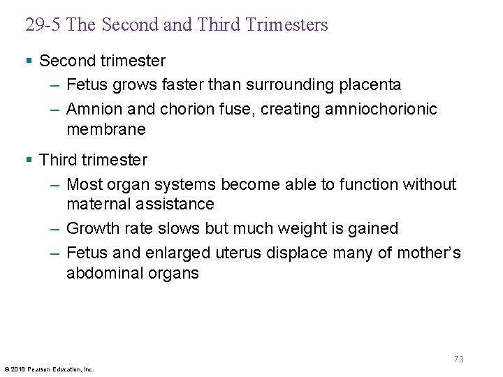 29 -5 The Second and Third Trimesters § Second trimester – Fetus grows faster