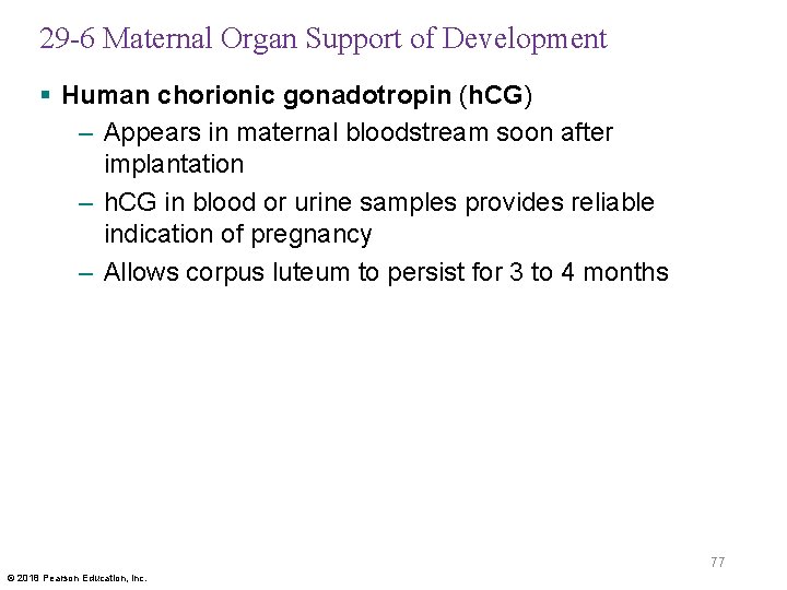 29 -6 Maternal Organ Support of Development § Human chorionic gonadotropin (h. CG) –