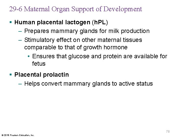 29 -6 Maternal Organ Support of Development § Human placental lactogen (h. PL) –