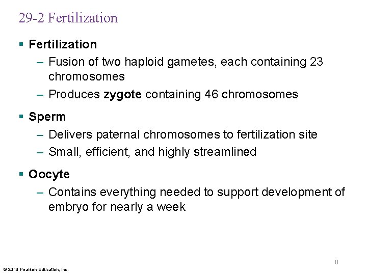 29 -2 Fertilization § Fertilization – Fusion of two haploid gametes, each containing 23
