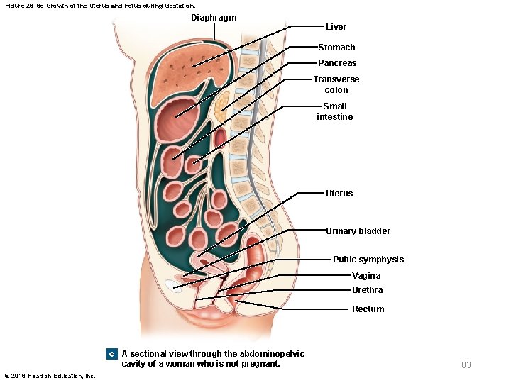 Figure 29– 9 c Growth of the Uterus and Fetus during Gestation. Diaphragm Liver