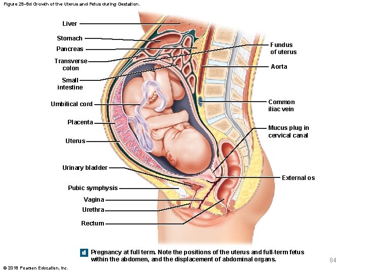Figure 29– 9 d Growth of the Uterus and Fetus during Gestation. Liver Stomach
