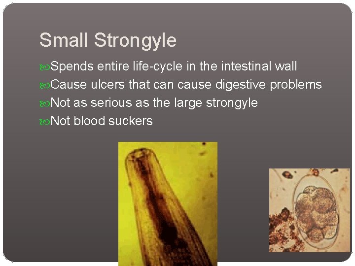 Small Strongyle Spends entire life-cycle in the intestinal wall Cause ulcers that can cause Small Strongyle Spends entire life-cycle in the intestinal wall Cause ulcers that can cause