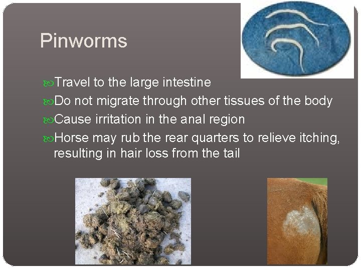 Pinworms Travel to the large intestine Do not migrate through other tissues of the