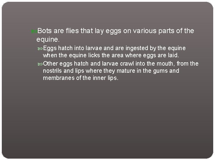 Bots are flies that lay eggs on various parts of the equine. Eggs Bots are flies that lay eggs on various parts of the equine. Eggs