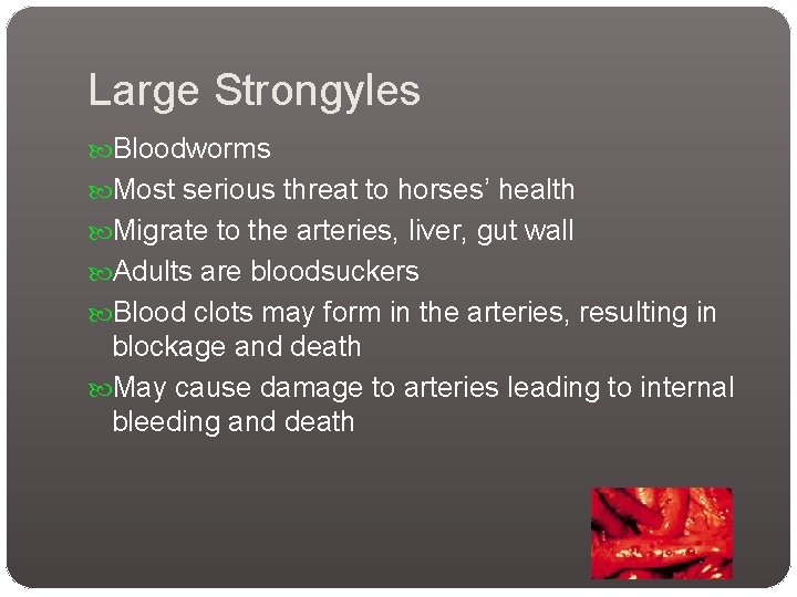 Large Strongyles Bloodworms Most serious threat to horses’ health Migrate to the arteries, liver, Large Strongyles Bloodworms Most serious threat to horses’ health Migrate to the arteries, liver,
