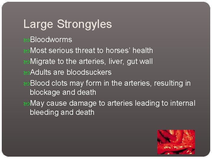Large Strongyles Bloodworms Most serious threat to horses’ health Migrate to the arteries, liver,