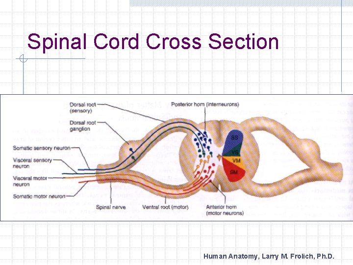 Spinal Cord Cross Section Human Anatomy, Larry M. Frolich, Ph. D. 