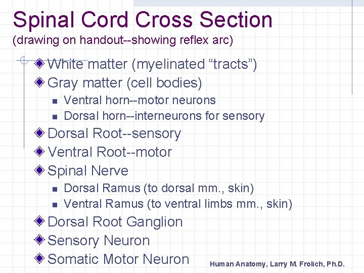 Spinal Cord Cross Section (drawing on handout--showing reflex arc) White matter (myelinated “tracts”) Gray