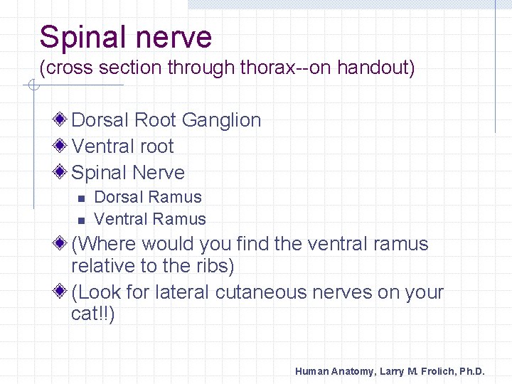Spinal nerve (cross section through thorax--on handout) Dorsal Root Ganglion Ventral root Spinal Nerve