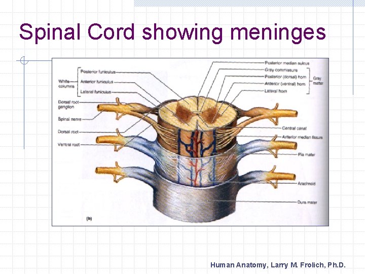 Spinal Cord showing meninges Human Anatomy, Larry M. Frolich, Ph. D. 