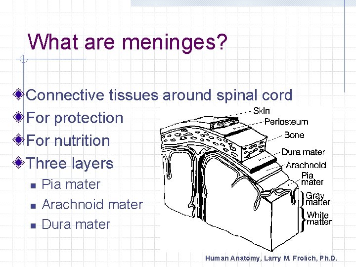 What are meninges? Connective tissues around spinal cord For protection For nutrition Three layers