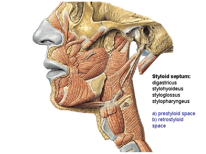 Styloid septum: digastricus stylohyoideus styloglossus stylopharyngeus a) prestyloid space b) retrostyloid space 